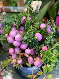 Photo n°8 de Un jour, une fleur à Sarrebourg (Fleuriste)