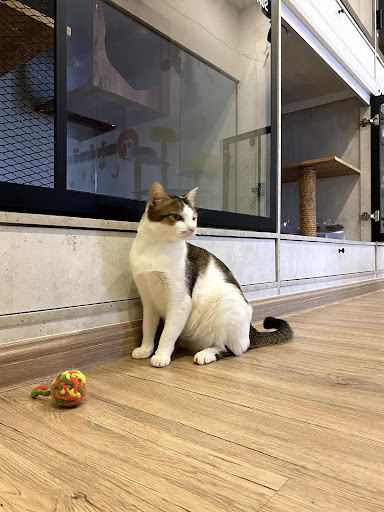 Minimāo Cat Hotel, Spa Sri Manjung/Lumut/Sitiawan/Pantai Remis