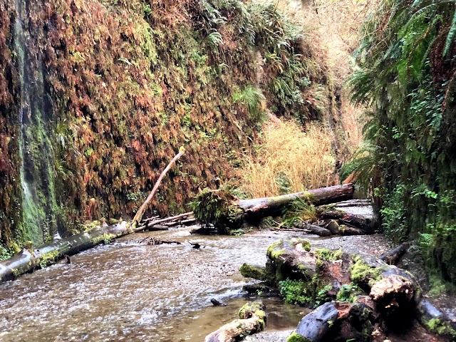 Prairie Creek Redwoods State Park