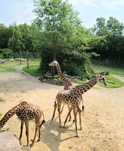 Giraffe Ridge - Visual