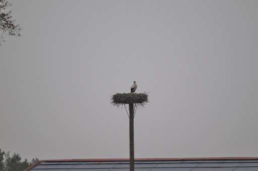 Storchennest Gorleben - Thumbnail