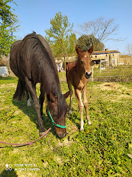 Photo n°21 de West Equi' Club Choletais à Saint-Christophe-du-Bois (Centre équestre)