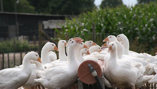 Schülke - Enten und Gänse aus bäuerlicher Freilandhaltung Im Eichengrund 6, 26903 Surwold, Deutschland