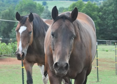 Dark Horse Horsemanship & Hearts in Harmony