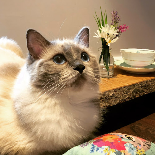 The Cats Other Mother Boutique Cat Hotel