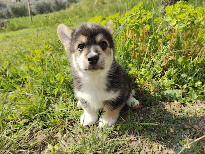 Cicamatus Welsh Corgi Pembroke