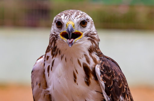 Fauconnerie Les Aigles de la Sainte Baume - Thumbnail