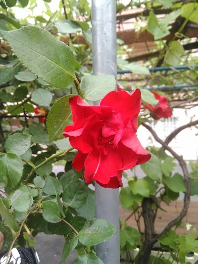 Photos of Bagcilar Municipality Small Park
