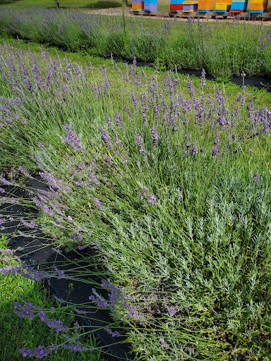 Indigo Lavender Farms - Thumbnail