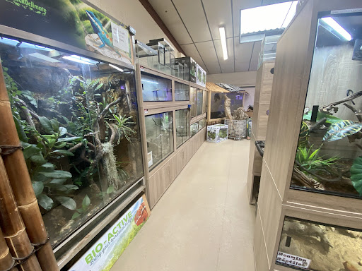 Rainforest Exotics - Visual