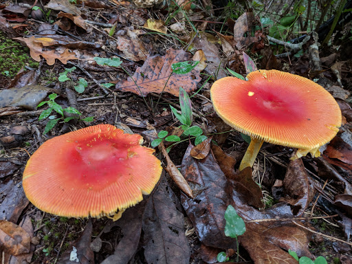 Sylaward Trail at Lake Howard - Thumbnail