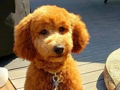 miniature poodle kijiji