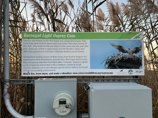 Barnegat Light Osprey Cam - Thumbnail