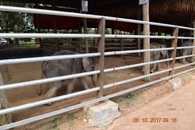 Photos of Wingabaw Elephant Camp