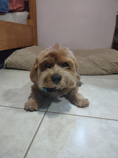 Top Dog Pet Grooming - Thumbnail