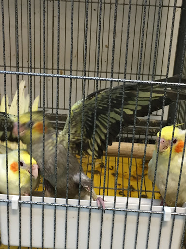 The Parrots Nest Of Maryland - Thumbnail
