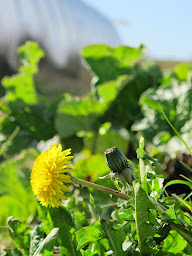 Photo n°2 de La Féverole à Bretoncelles (Maison d'hôtes)
