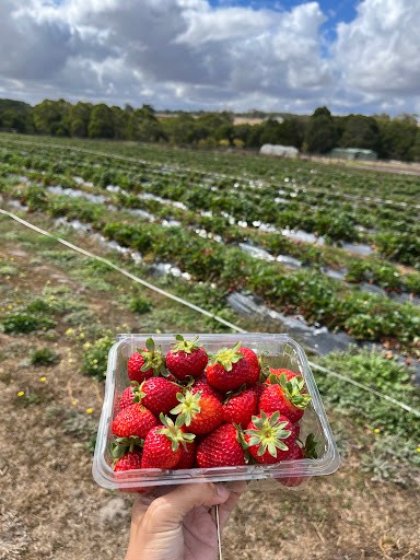 Berry World PYO Strawberries and Berry Good Thai Restaurant - Thumbnail
