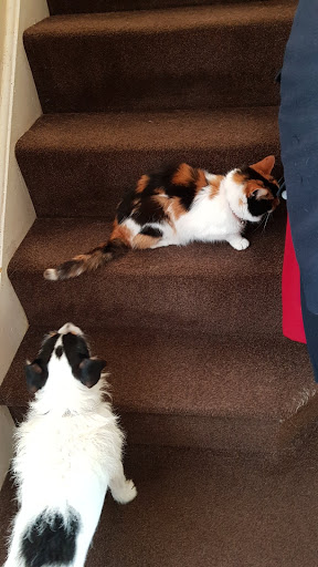 Companion Care - Fareham Collingwood - Thumbnail