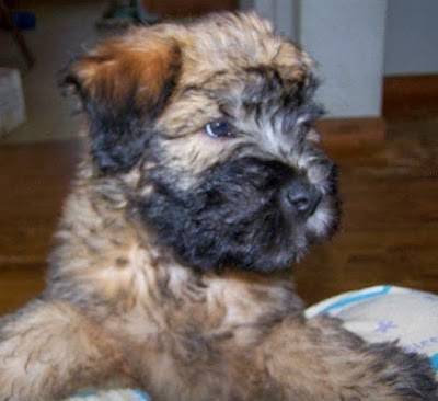 Maple Rock Wheatens