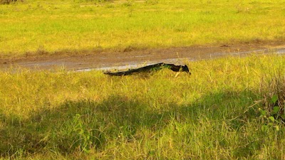 Photos of Kalum Jeep Safari
