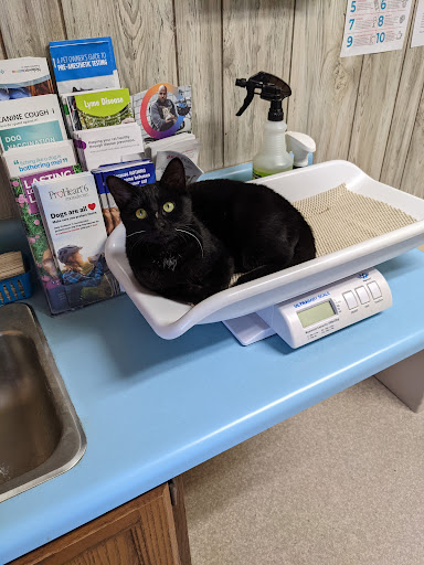 Forest City Animal Hospital - Thumbnail