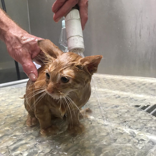 Avon Lake Animal Clinic - Thumbnail