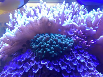 Photos of The Reef Aquarium Shop
