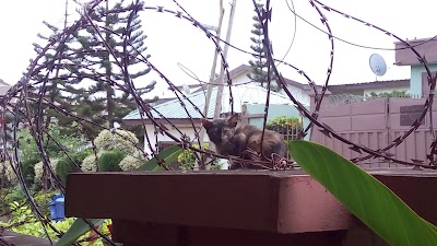 Photos of Coconut Grove
