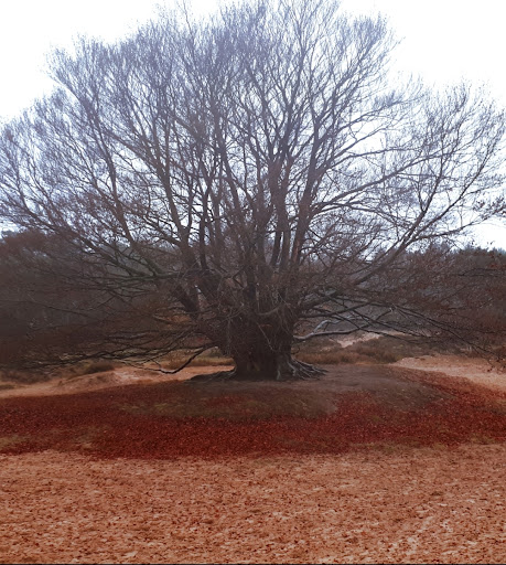 De mooiste boom van Zeegse in Drenthe