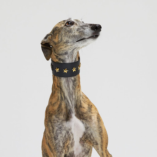 Mabel Dog di Monica Franco - Thumbnail