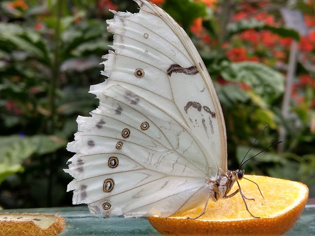 Les Amis du Jardin Botanique de Montréal