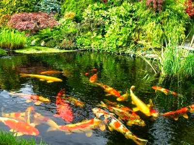 Photos of PoolNPond