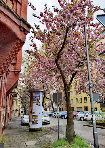 Kirschblüte - Visual