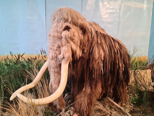 Museum für Naturkunde und Vorgeschichte Dessau - Thumbnail