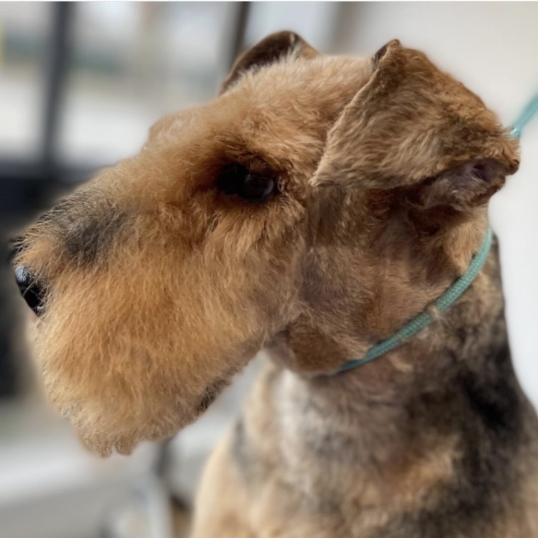 Pet Friendly Grooming Salon