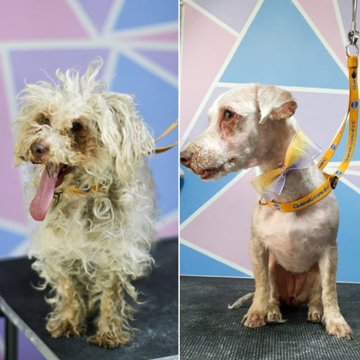 Veterinaria y Estética Canina "MascotLand" 🐾