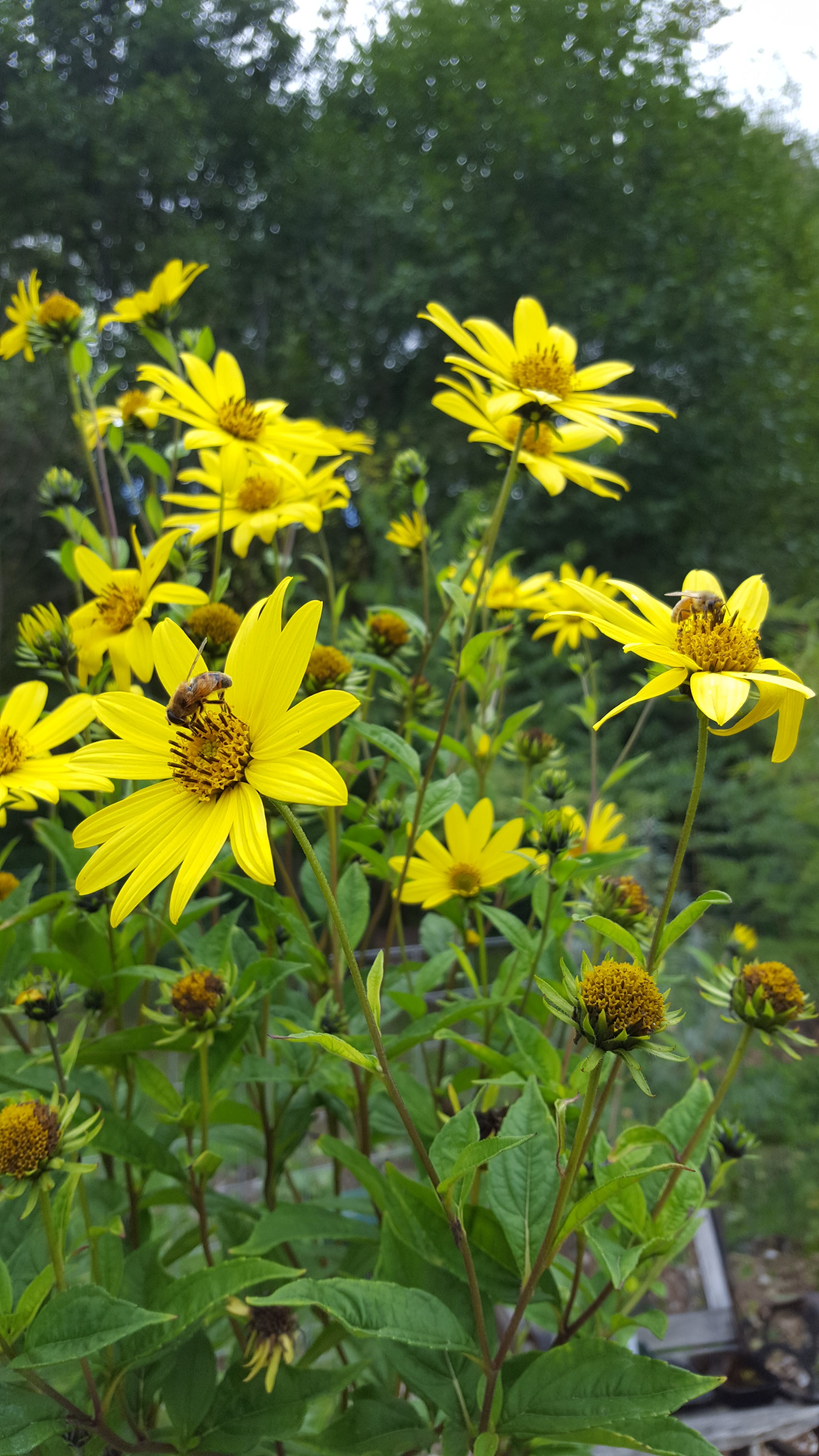 Johann's Garden - A Specialty Plant Nursery