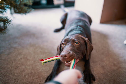 Jaspers Pets - Visual