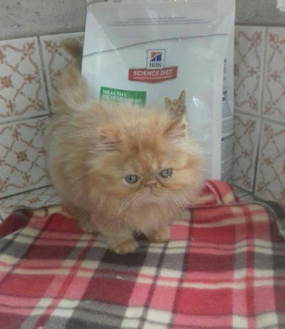 veterinary-care