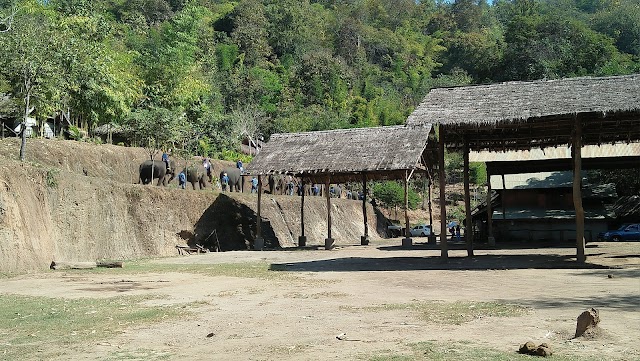 Thai Elephant Home