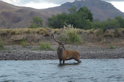 Red Stag Patagonia - Thumbnail