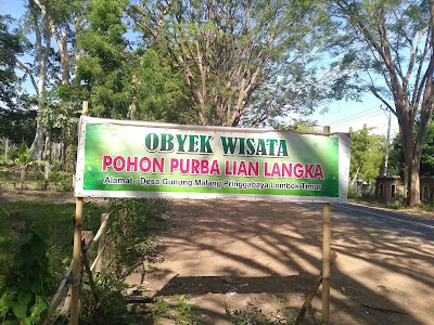 Photos of Big Tree Sambelia