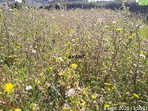 Photo n°3 de AC' Vert à Saint-Marcan (Service d'entretien de pelouse)