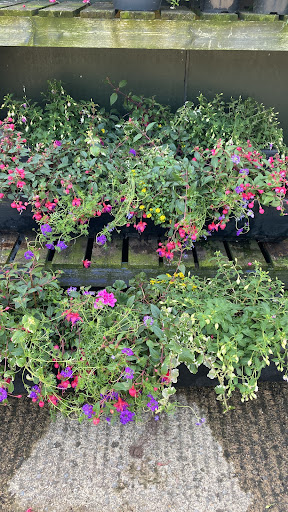 EVERGREEN NURSERIES