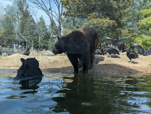 ZooAmerica - Visual