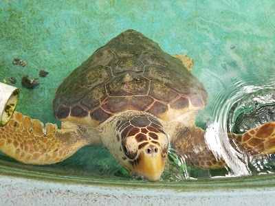 Photos of Gulf Specimen Aquarium