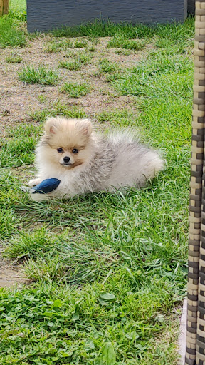 Élevage Spitz / Pomsky Puppy Academy