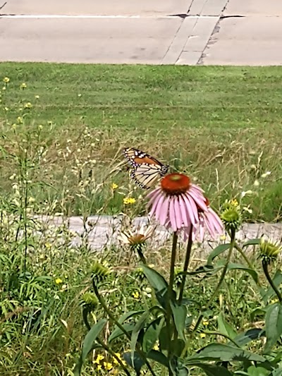 Butterfly Hill