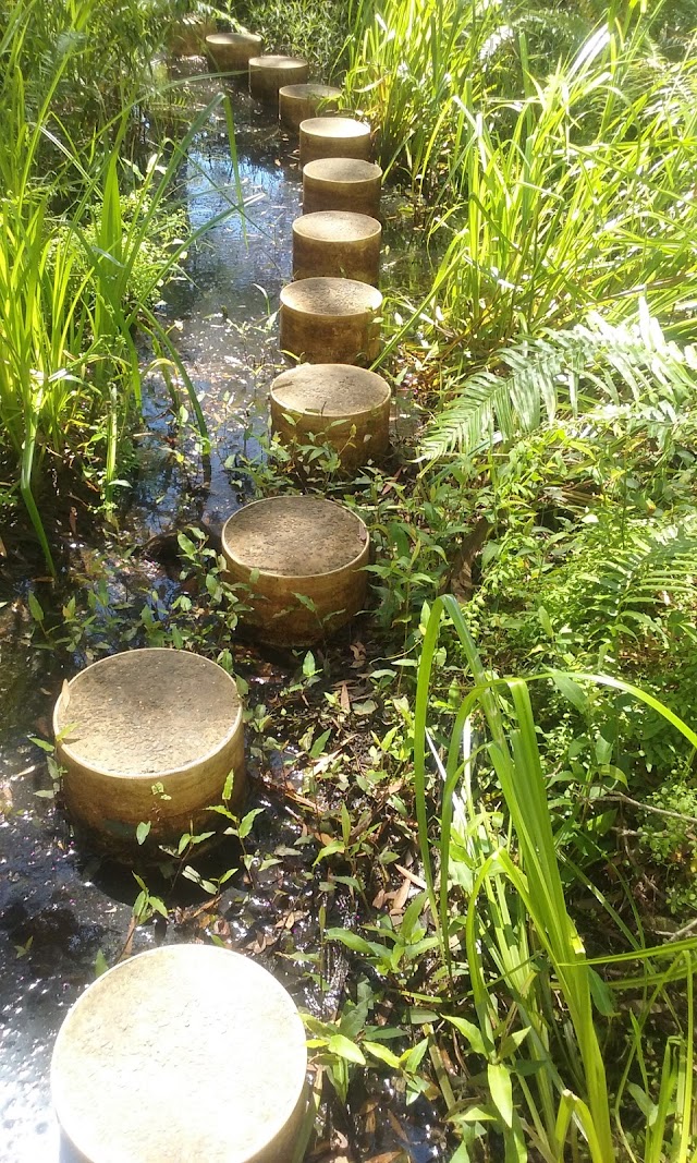 Paperbark Forest Boardwalk